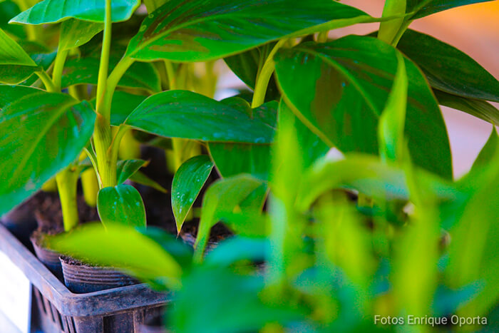 produccion-platano-nicaragua-vitroplantas-proyecto